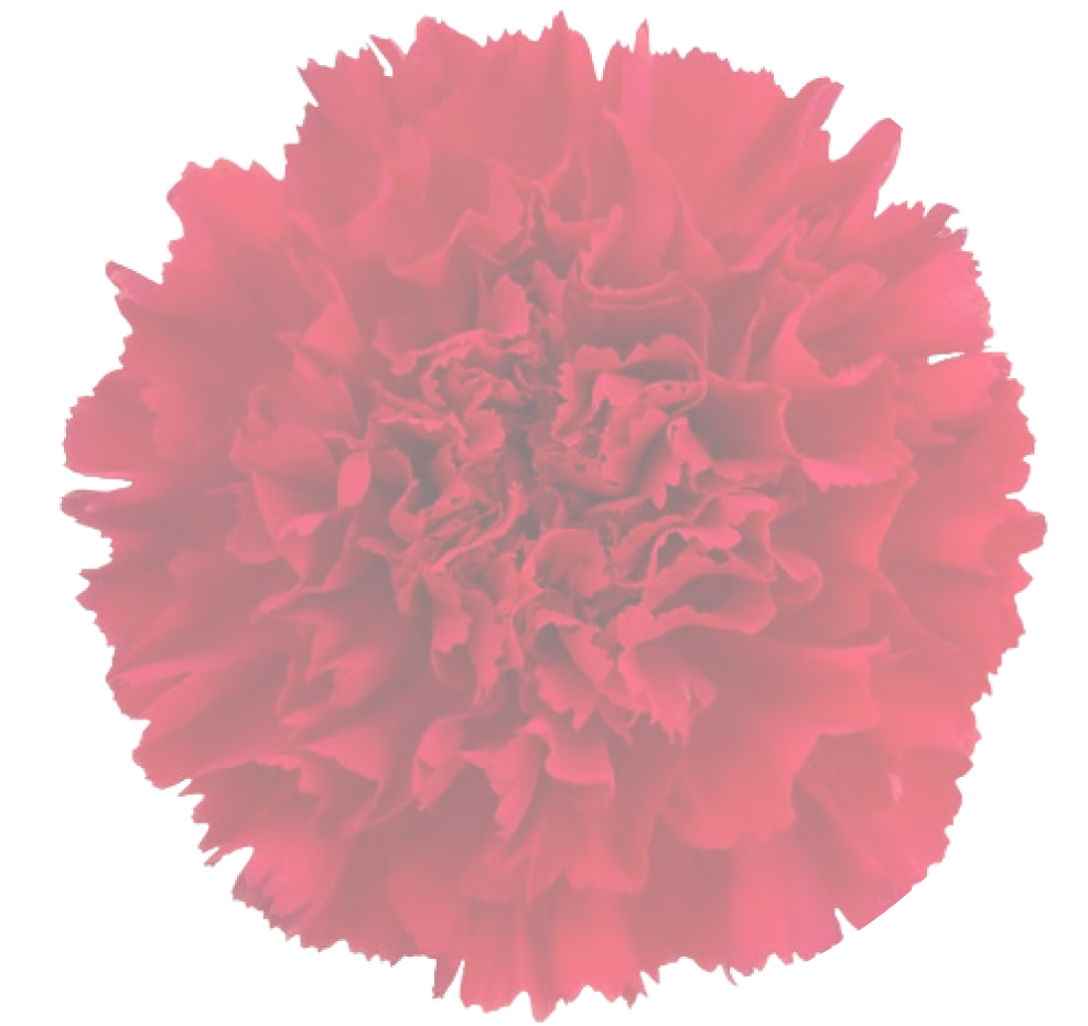 ceci est une image d'une fleur derrère le formulaire